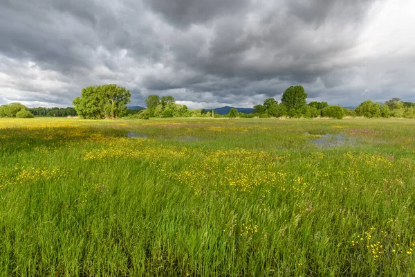 Meadow in bloom flooded in cloudy weather in spring in the french countryside..