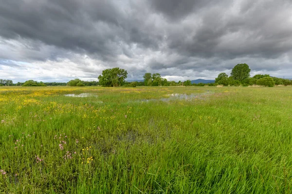 Blühende Wiese Bei Trübem Frühlingswetter Der Französischen Landschaft — Stockfoto