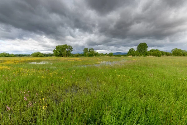 Blühende Wiese Bei Trübem Frühlingswetter Der Französischen Landschaft — Stockfoto