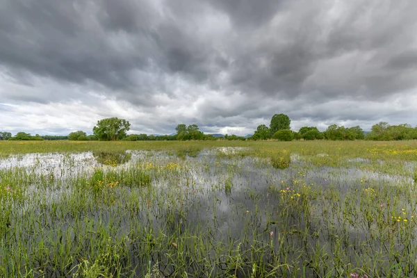 Blühende Wiese Bei Trübem Frühlingswetter Der Französischen Landschaft — Stockfoto