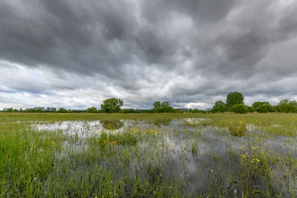 Blühende Wiese Bei Trübem Frühlingswetter Der Französischen Landschaft — Stockfoto