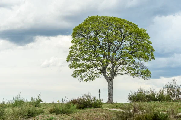 Silhouettes Trees Spring Mountain Lime Tree Maple Tree — Stock Photo, Image