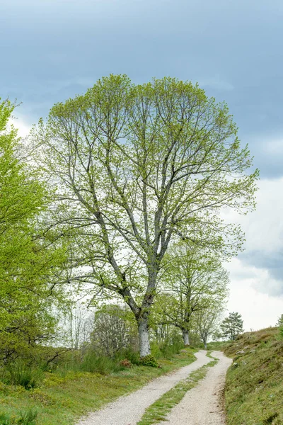 Siluetas Árboles Primavera Montaña Tilo Arce — Foto de Stock