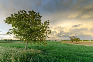 Mammatus, Fransa 'nın kırsal kesimindeki bir mısır gevreği tarlasının üzerinde bulutlar oluşturur.