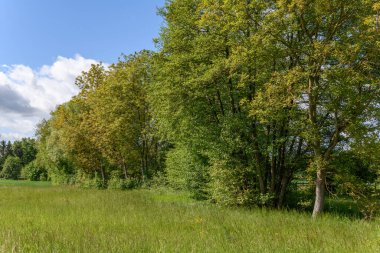İlkbaharda nehir boyunca ağaçlar. Fransa.