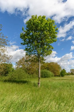 Baharda nehir kıyısındaki bir çayırdaki uçak ağacı. Fransa.