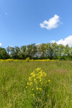İlkbaharda nehir boyunca ağaçlar. Fransa.