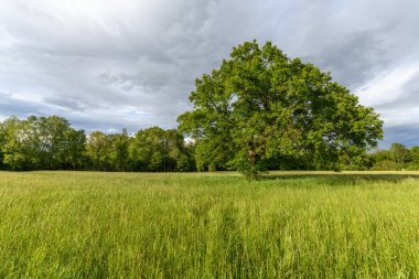 Baharda bir açıklıkta büyük bir meşe ağacı. Fransa, Alsace.