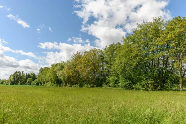 İlkbaharda nehir boyunca ağaçlar. Fransa.