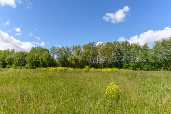 İlkbaharda nehir boyunca ağaçlar. Fransa.