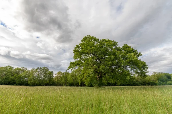 Große Eiche Auf Einer Lichtung Frühjahr Frankreich Elsass — Stockfoto