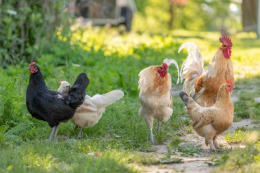 Horoz ve tavuklar kırsalda bir eğitim çiftliğinde. Fransa, Alsace.
