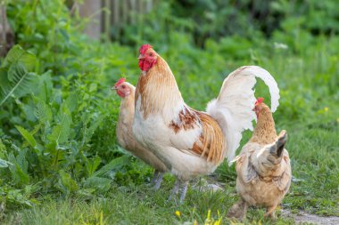 Horoz ve tavuklar kırsalda bir eğitim çiftliğinde. Fransa, Alsace.