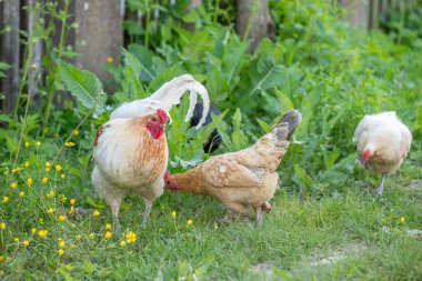 Horoz ve tavuklar kırsalda bir eğitim çiftliğinde. Fransa, Alsace.