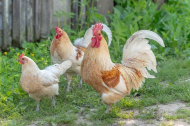 Horoz ve tavuklar kırsalda bir eğitim çiftliğinde. Fransa, Alsace.