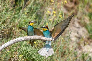 Baharda kur yapan Avrupalı arı yiyiciler. Avrupa, Almanya,