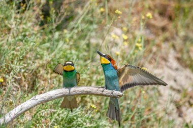 Baharda kur yapan Avrupalı arı yiyiciler. Avrupa, Almanya,