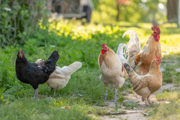 Horoz ve tavuklar kırsalda bir eğitim çiftliğinde. Fransa, Alsace.