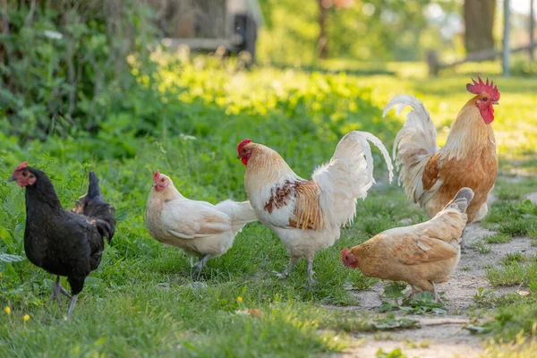 Horoz ve tavuklar kırsalda bir eğitim çiftliğinde. Fransa, Alsace.