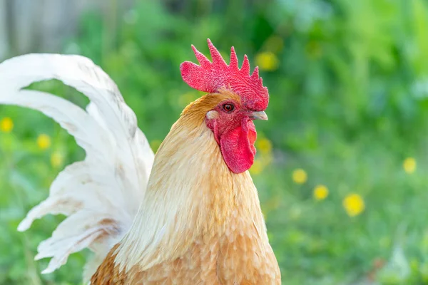 Kohout Vzdělávací Farmě Venkově Francie Alsasko — Stock fotografie