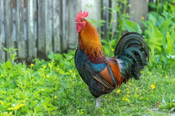 Kohout Vzdělávací Farmě Venkově Francie Alsasko — Stock fotografie