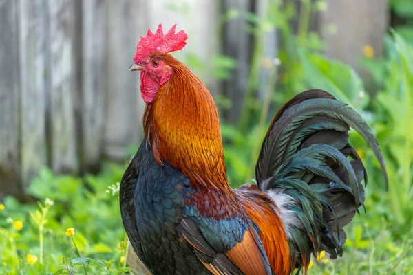 Galo Uma Fazenda Educacional Campo França Alsácia — Fotografia de Stock