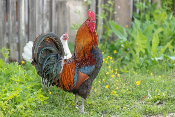 Galo Uma Fazenda Educacional Campo França Alsácia — Fotografia de Stock