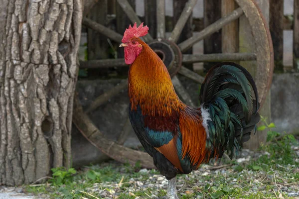 Galo Uma Fazenda Educacional Campo França Alsácia — Fotografia de Stock