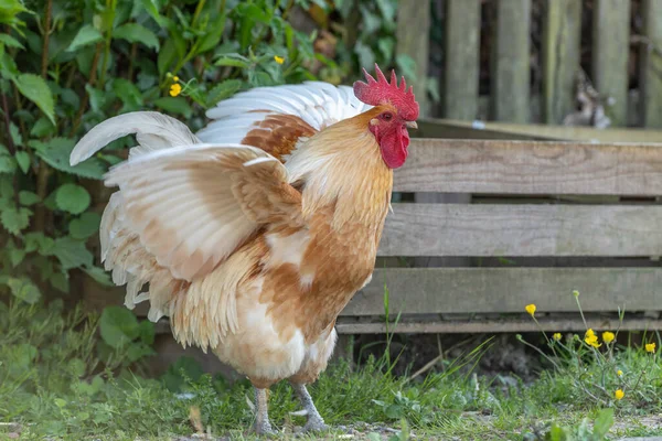 Kakas Egy Vidéki Oktatási Farmon Franciaország Elzász — Stock Fotó