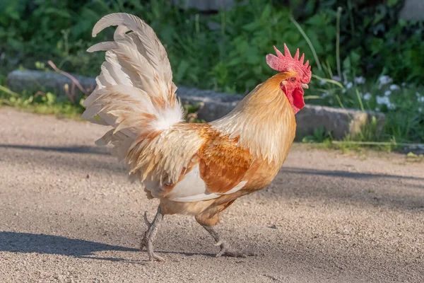 农村教育农场里的公鸡 阿尔萨斯 — 图库照片