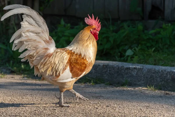 田舎の教育農場で鶏 フランスアルザス — ストック写真