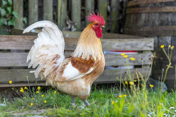 Kakas Egy Vidéki Oktatási Farmon Franciaország Elzász — Stock Fotó