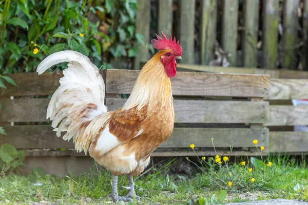 Kohout Vzdělávací Farmě Venkově Francie Alsasko — Stock fotografie