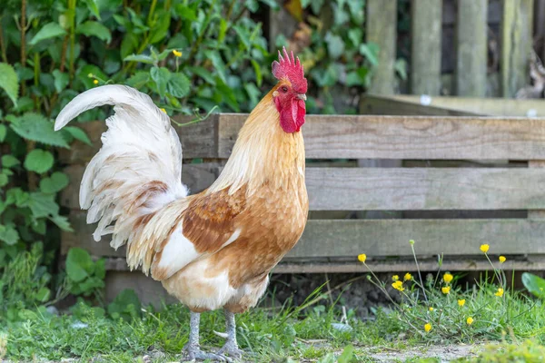 Kohout Vzdělávací Farmě Venkově Francie Alsasko — Stock fotografie