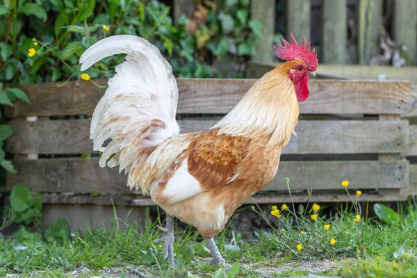 Galo Uma Fazenda Educacional Campo França Alsácia — Fotografia de Stock