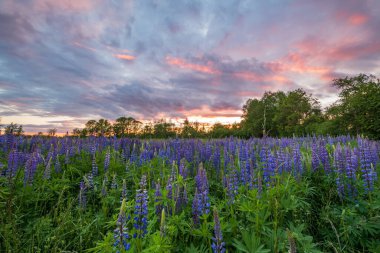 Bahar çayırında mor mavi lupin çiçekleri. Fransa.