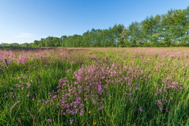 Lychnis guguk kuşu çiçeği, Bahar otlağında yırtık pırtık Robin. Fransa.