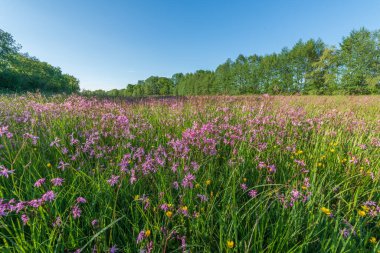 Lychnis guguk kuşu çiçeği, Bahar otlağında yırtık pırtık Robin. Fransa.