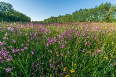 Lychnis guguk kuşu çiçeği, Bahar otlağında yırtık pırtık Robin. Fransa.