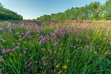 Lychnis guguk kuşu çiçeği, Bahar otlağında yırtık pırtık Robin. Fransa.