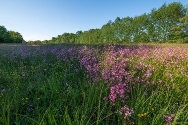Lychnis guguk kuşu çiçeği, Bahar otlağında yırtık pırtık Robin. Fransa.