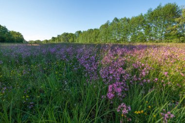 Lychnis guguk kuşu çiçeği, Bahar otlağında yırtık pırtık Robin. Fransa.