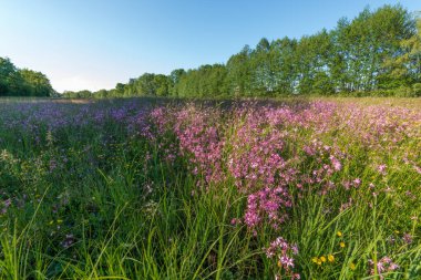 Lychnis guguk kuşu çiçeği, Bahar otlağında yırtık pırtık Robin. Fransa.