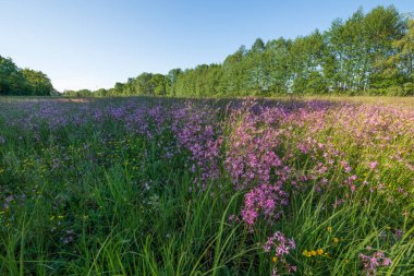 Lychnis guguk kuşu çiçeği, Bahar otlağında yırtık pırtık Robin. Fransa.