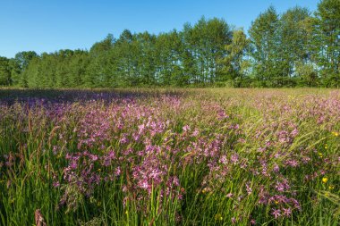 Lychnis guguk kuşu çiçeği, Bahar otlağında yırtık pırtık Robin. Fransa.