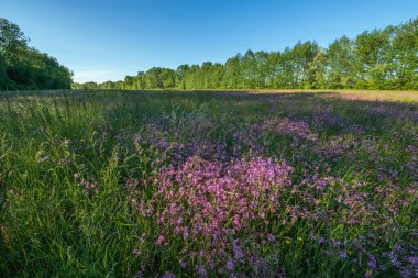 Lychnis guguk kuşu çiçeği, Bahar otlağında yırtık pırtık Robin. Fransa.