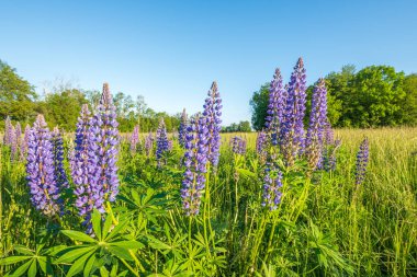 Bahar çayırında mor mavi lupin çiçekleri. Fransa.