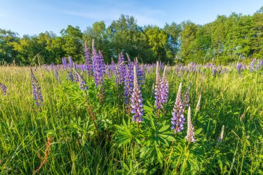 Bahar çayırında mor mavi lupin çiçekleri. Fransa.