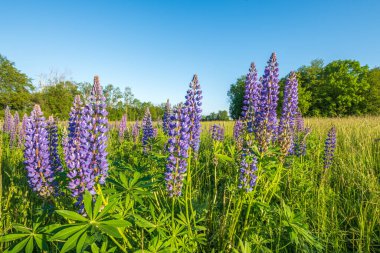 Bahar çayırında mor mavi lupin çiçekleri. Fransa.