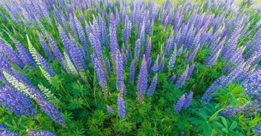 Bahar çayırında mor mavi lupin çiçekleri. Fransa.